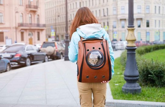 תיקי נשיאה וכלובים לחתולים2