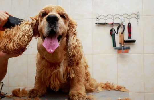 מוצרי טיפוח לכלבים2