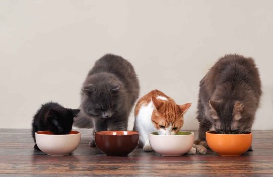 כל מה שאתה צריך לדעת על מזון לחתולים2