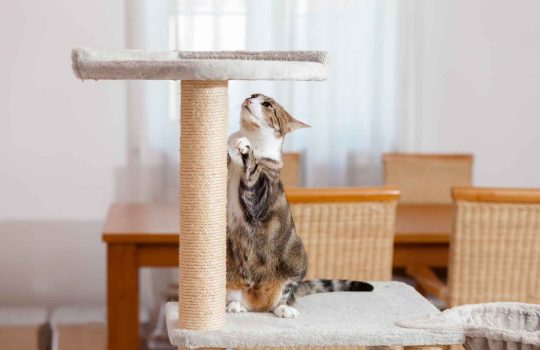 מגרדת – מתקן גירוד לחתולים2