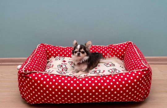 איזו מיטה הכי טובה לכלבים?2