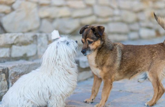 מדוע כדאי לרכוש אוכל לחתולים רק בחנות מומלצת?2