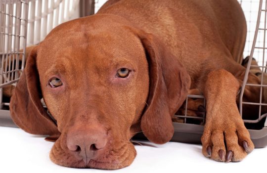 כלוב אילוף2