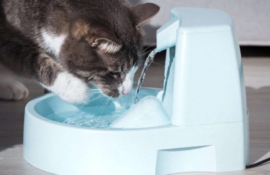 מזרקת מים לחתול2