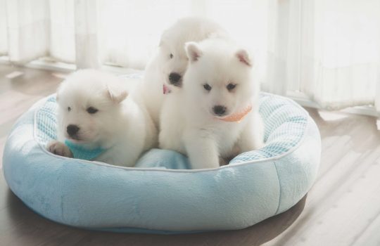 מיטת כלבים2