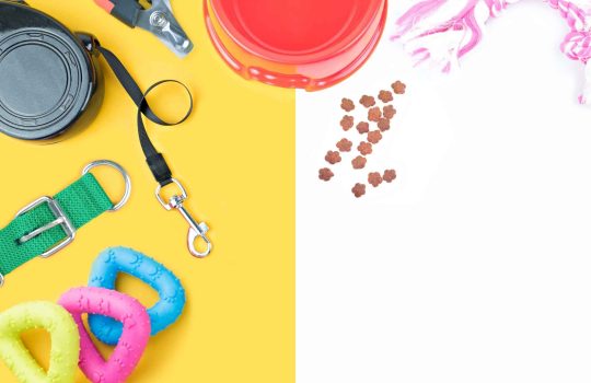 איפה יש חנות לחיות מחמד מומלצת?2