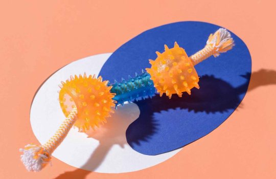 ציוד לכלבים וחתולים: איפה מוצאים חנות חיות טובה?2